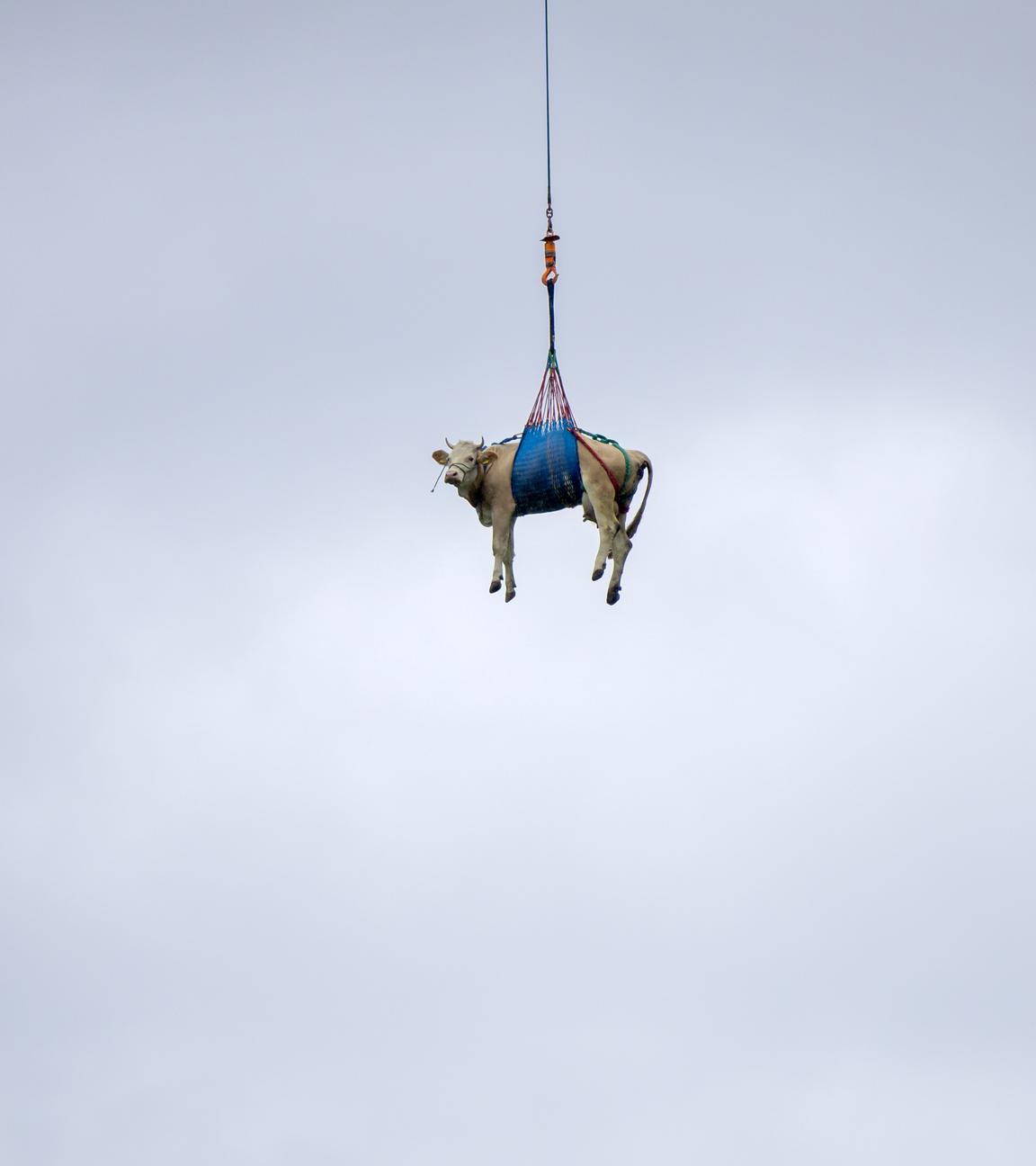 Eine Kuh wird am 20. Mai 2025 mit einem Helikopter aus dem Erdrutschgebiet beim Bietschhorn im Lötschental zu einem Bauernhof in Ferden (Schweiz) geflogen