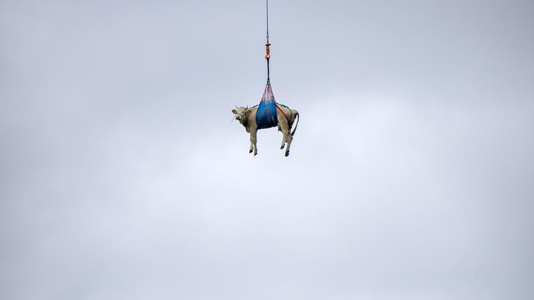 Eine Kuh wird am 20. Mai 2025 mit einem Helikopter aus dem Erdrutschgebiet beim Bietschhorn im Lötschental zu einem Bauernhof in Ferden (Schweiz) geflogen