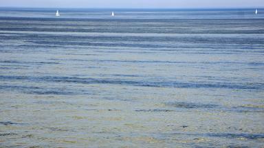 Blaualgen in der Ostsee bei Rostock am 15.08.2026.