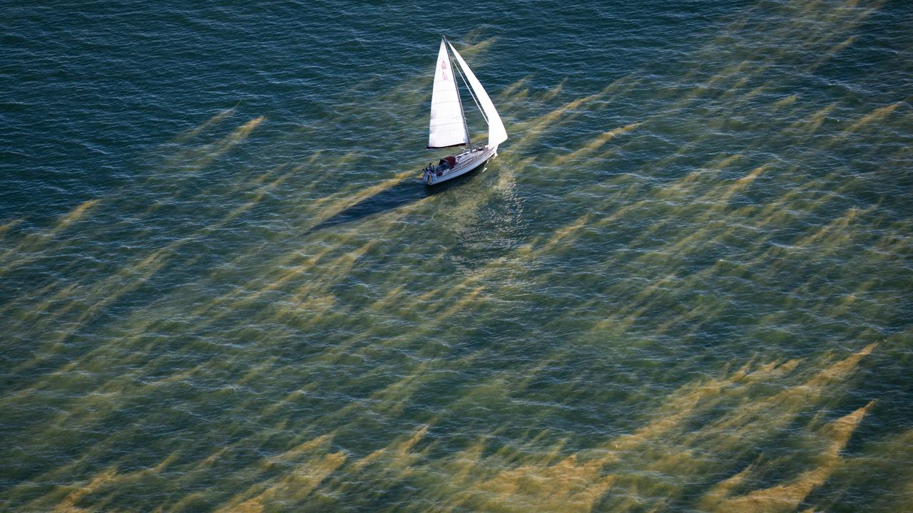 Ostsee: Behörde verhängt Badeverbote wegen Blaualgen