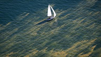 Schlieren von sogenannten Blaualgen (Cyanobakterien) haben sich nördlich von Zingst in der Ostsee gebildet.