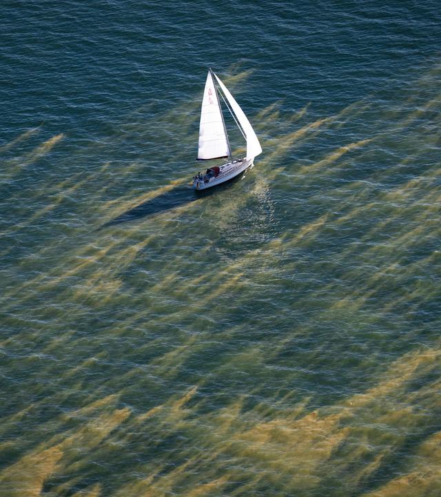 Schlieren von sogenannten Blaualgen (Cyanobakterien) haben sich nördlich von Zingst in der Ostsee gebildet.