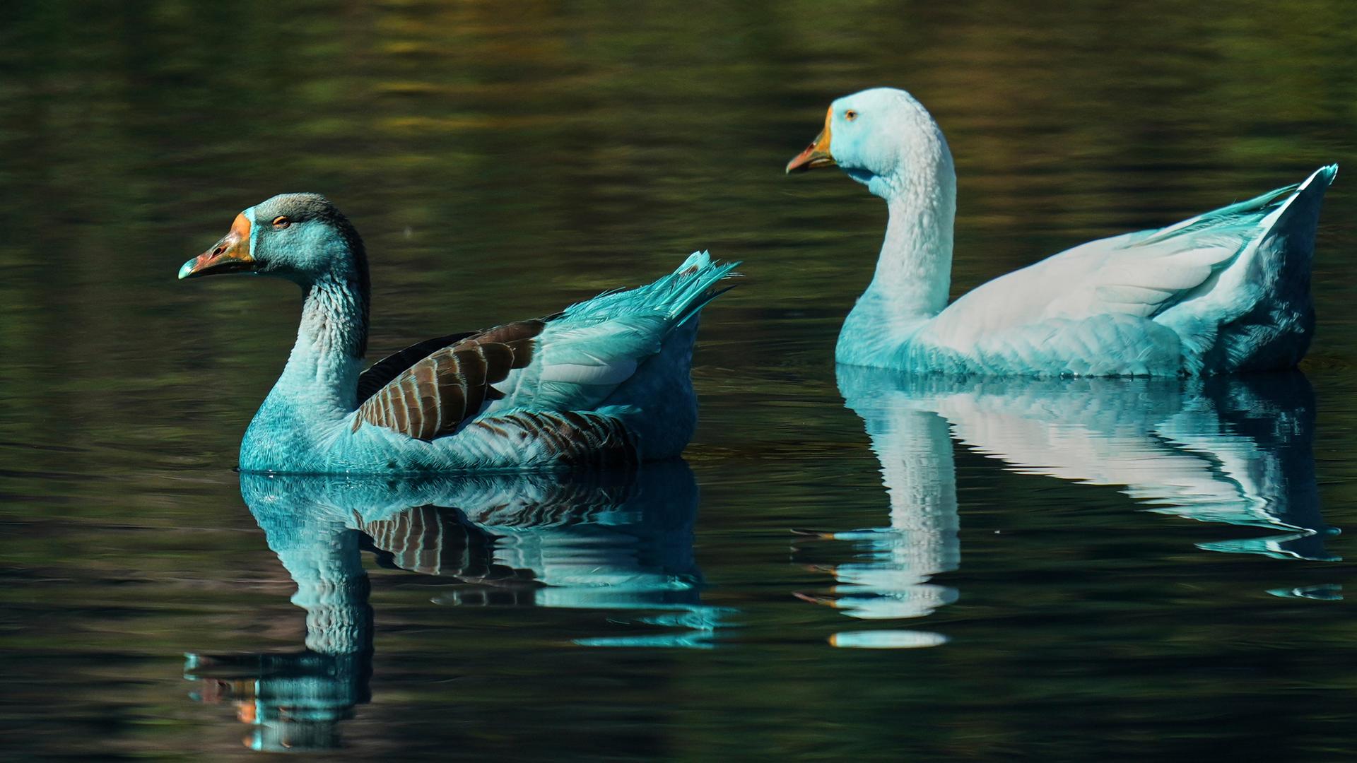 Blau gefärbte Enten schwimmen im Fluss Tulipas in Brasilien. Der Fluss wurde wegen des Unfalls eines Lastwagens, der mit chemischer Farbe beladen war, blau gefärbt