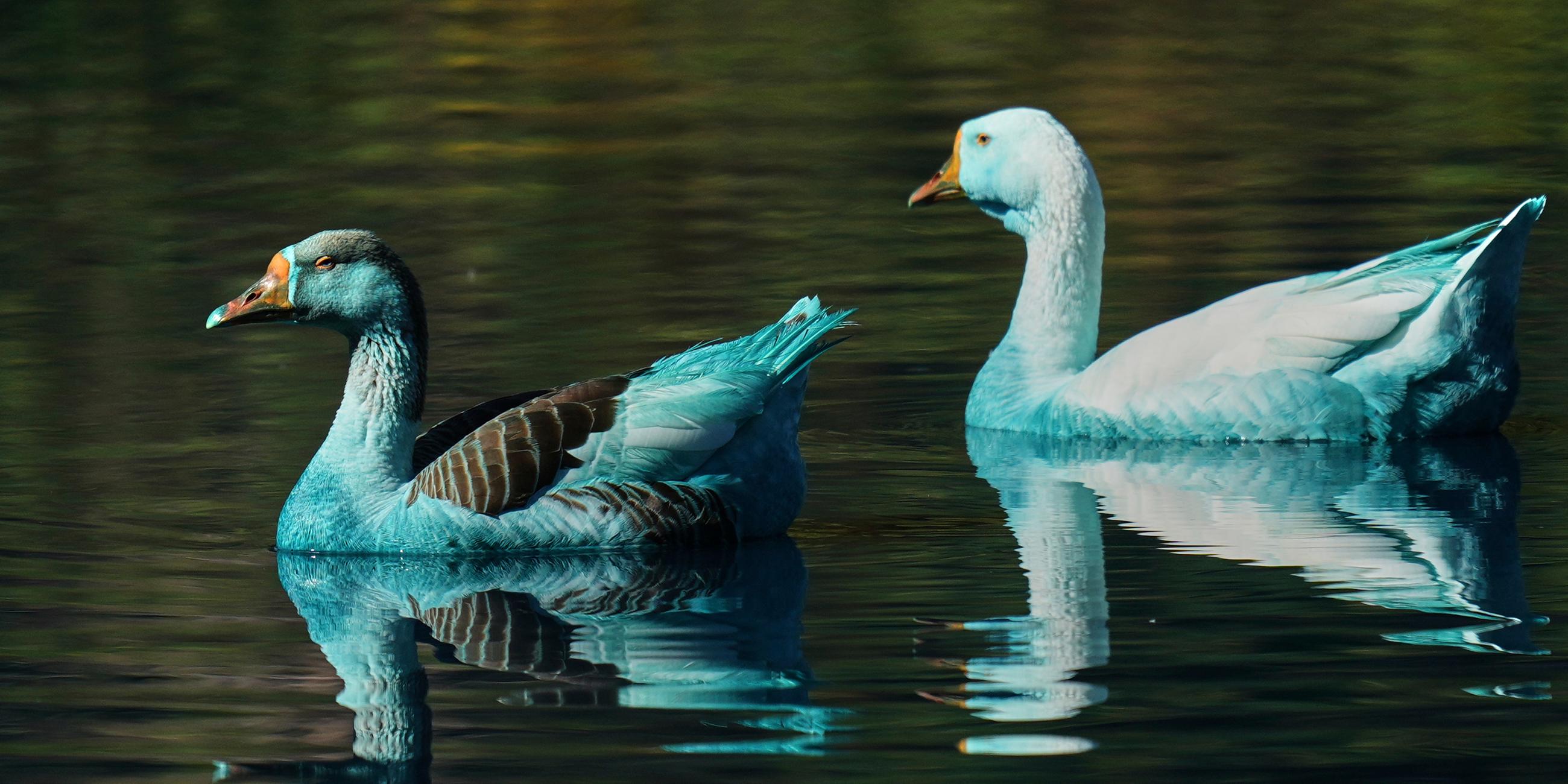 Blau gefärbte Enten schwimmen im Fluss Tulipas in Brasilien. Der Fluss wurde wegen des Unfalls eines Lastwagens, der mit chemischer Farbe beladen war, blau gefärbt
