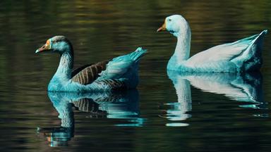 Blau gefärbte Enten schwimmen im Fluss Tulipas in Brasilien. Der Fluss wurde wegen des Unfalls eines Lastwagens, der mit chemischer Farbe beladen war, blau gefärbt