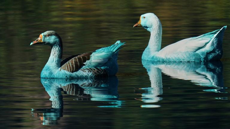 Blau gefärbte Enten schwimmen im Fluss Tulipas in Brasilien. Der Fluss wurde wegen des Unfalls eines Lastwagens, der mit chemischer Farbe beladen war, blau gefärbt