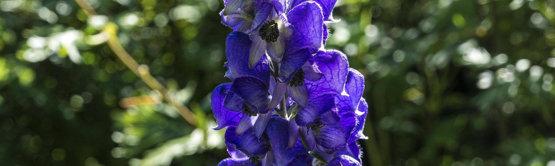 Blauer Eisenhut