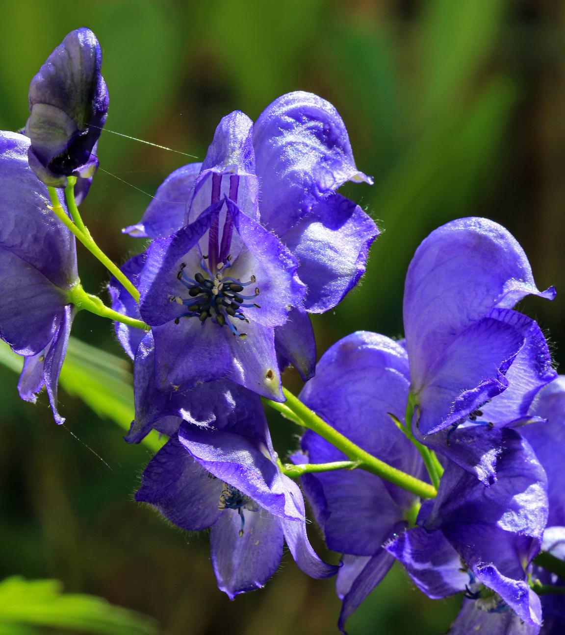 Blauer Eisenhut