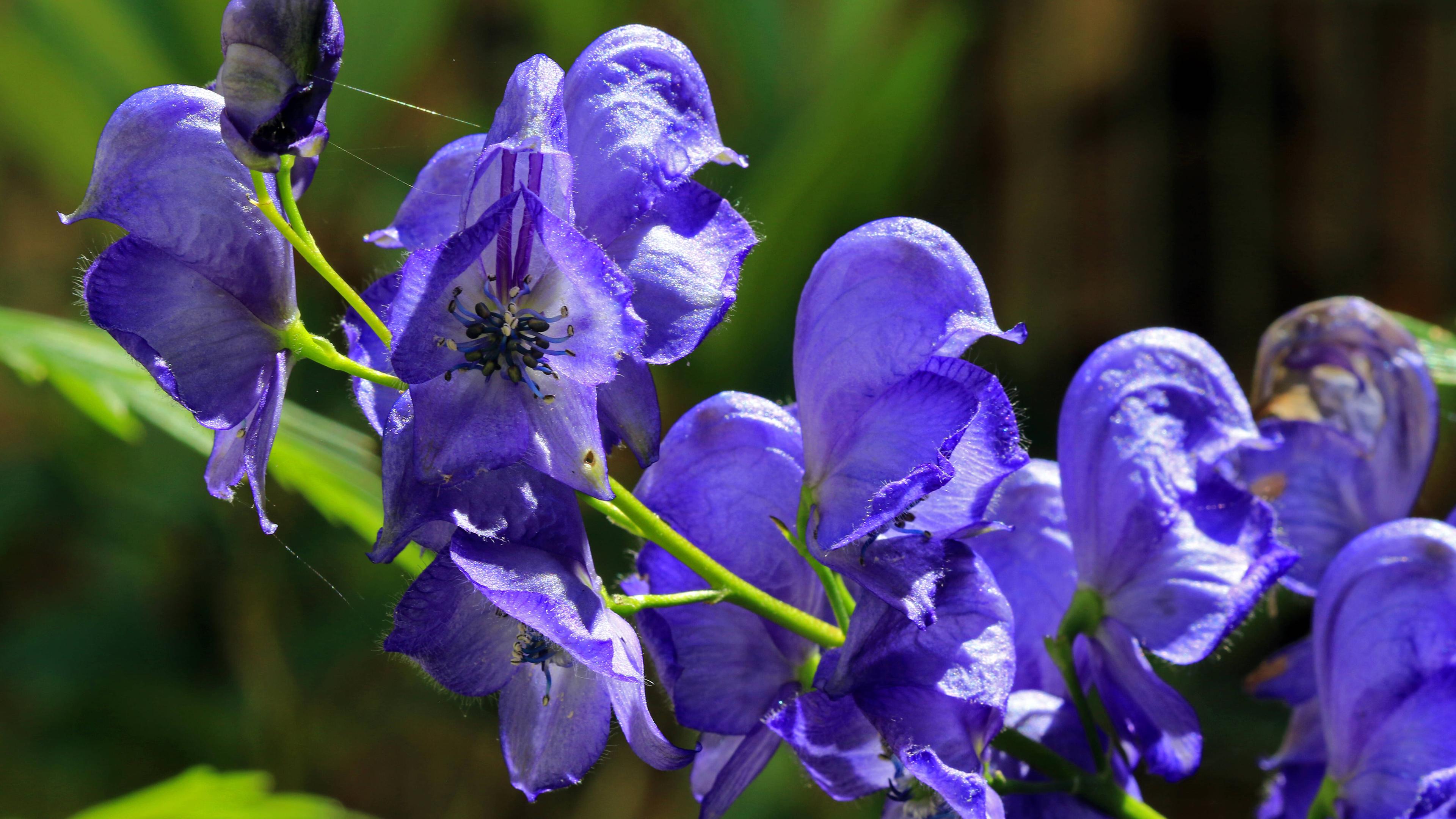 Blauer Eisenhut