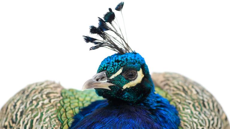 Ein blauer Pfau (Pavo Cristatus) 