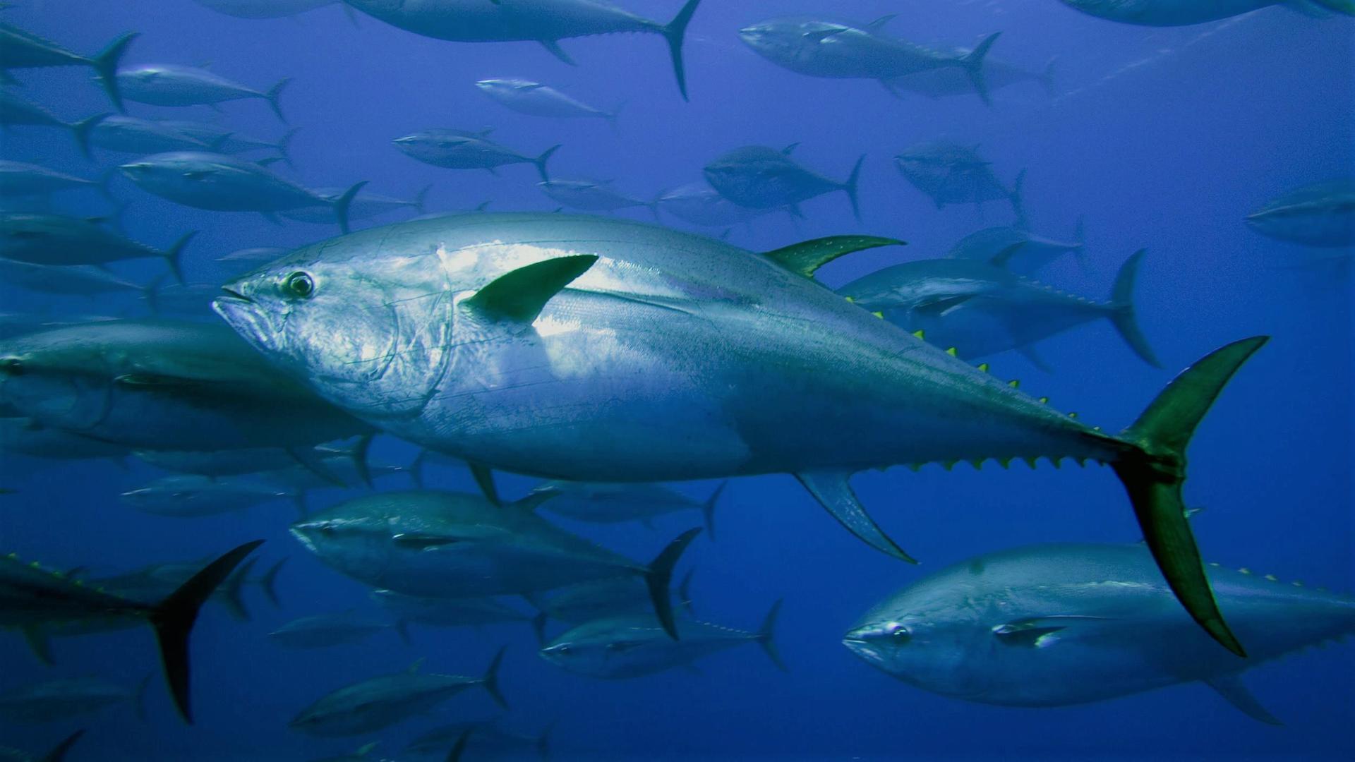 Blauflossenthunfische