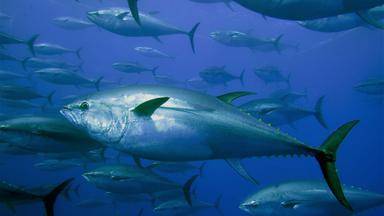 Blauflossenthunfische