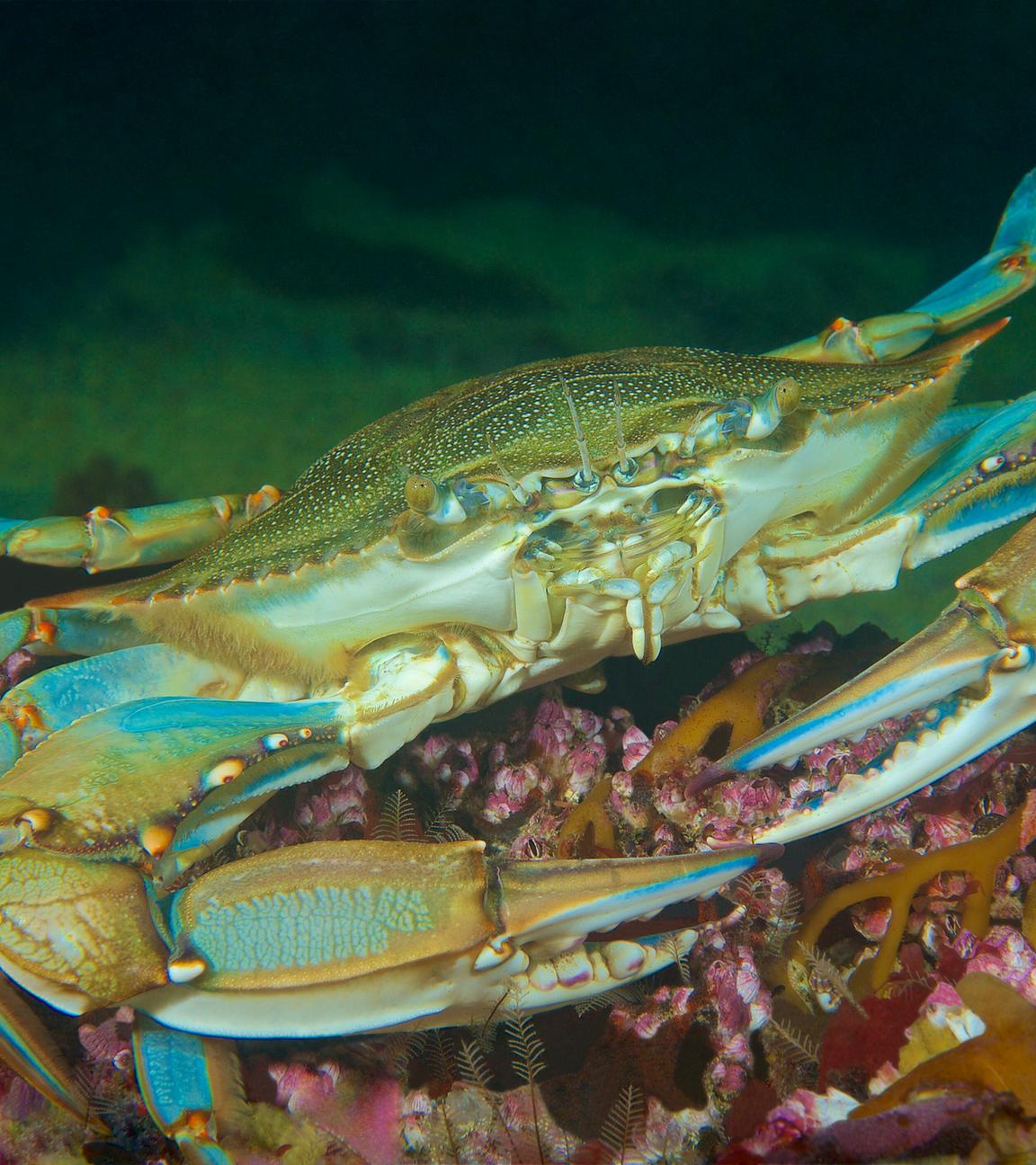 Blaukrabbe am Meeresboden
