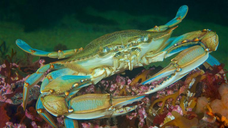Blaukrabbe am Meeresboden