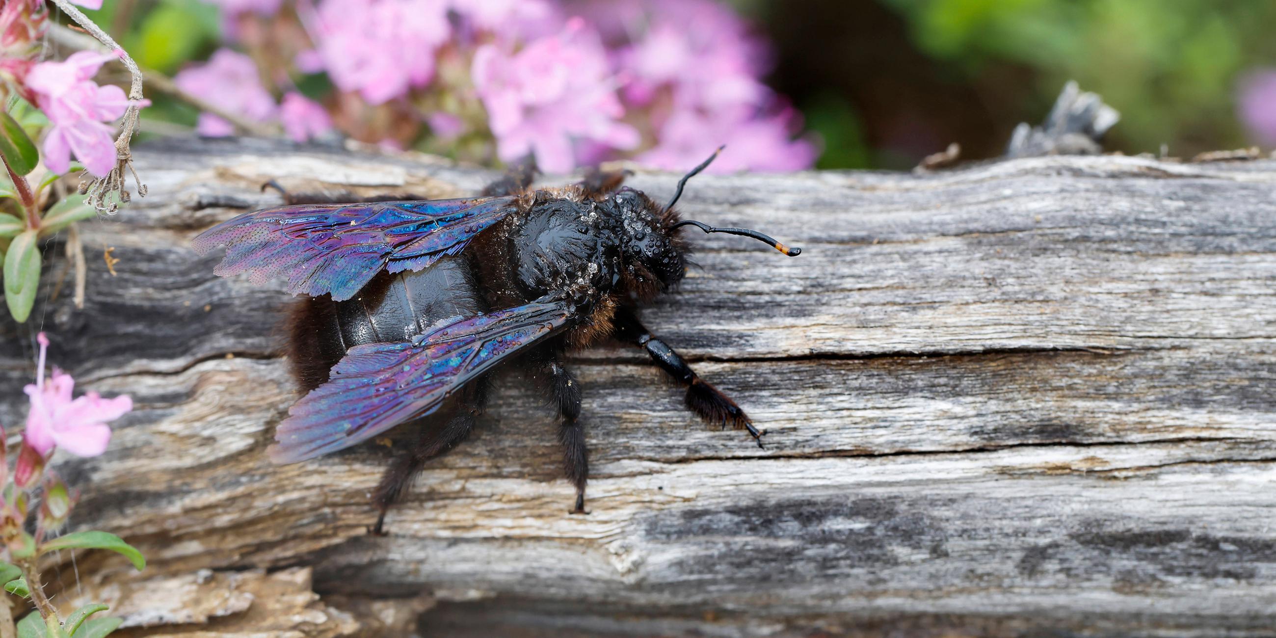 Blauschwarze Holzbiene