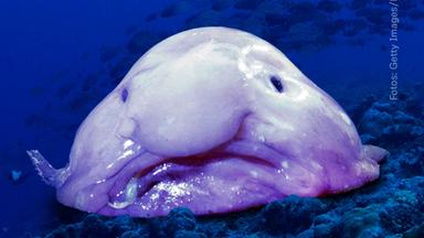 Blobfisch freut sich über diese neue Regelung