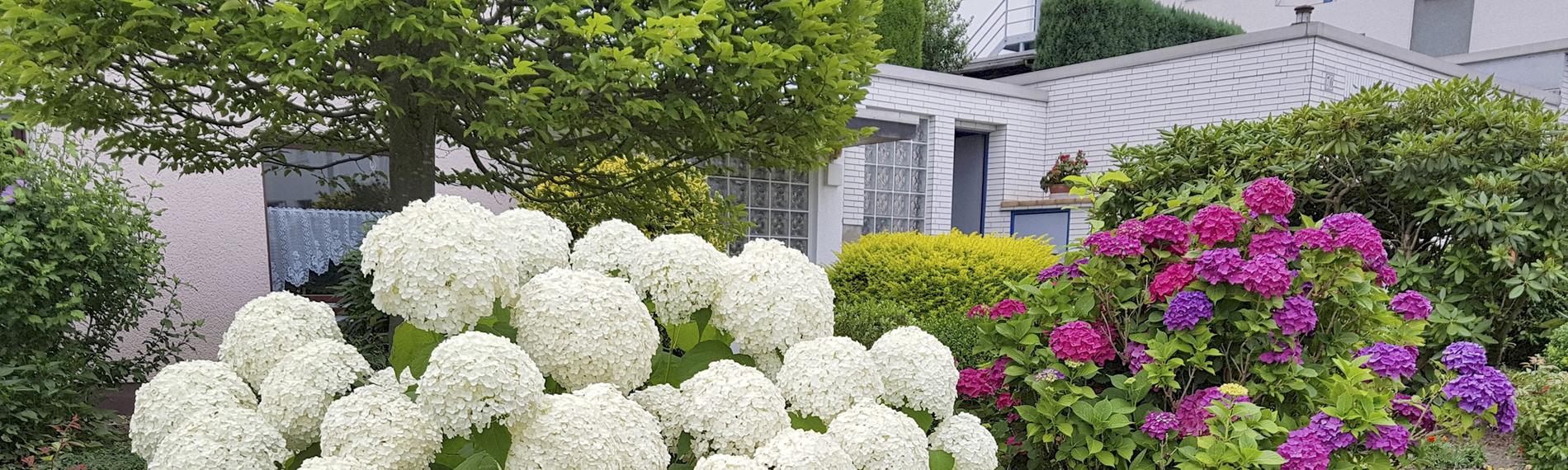 Blühende Gartenhortensien in einem Vorgarten