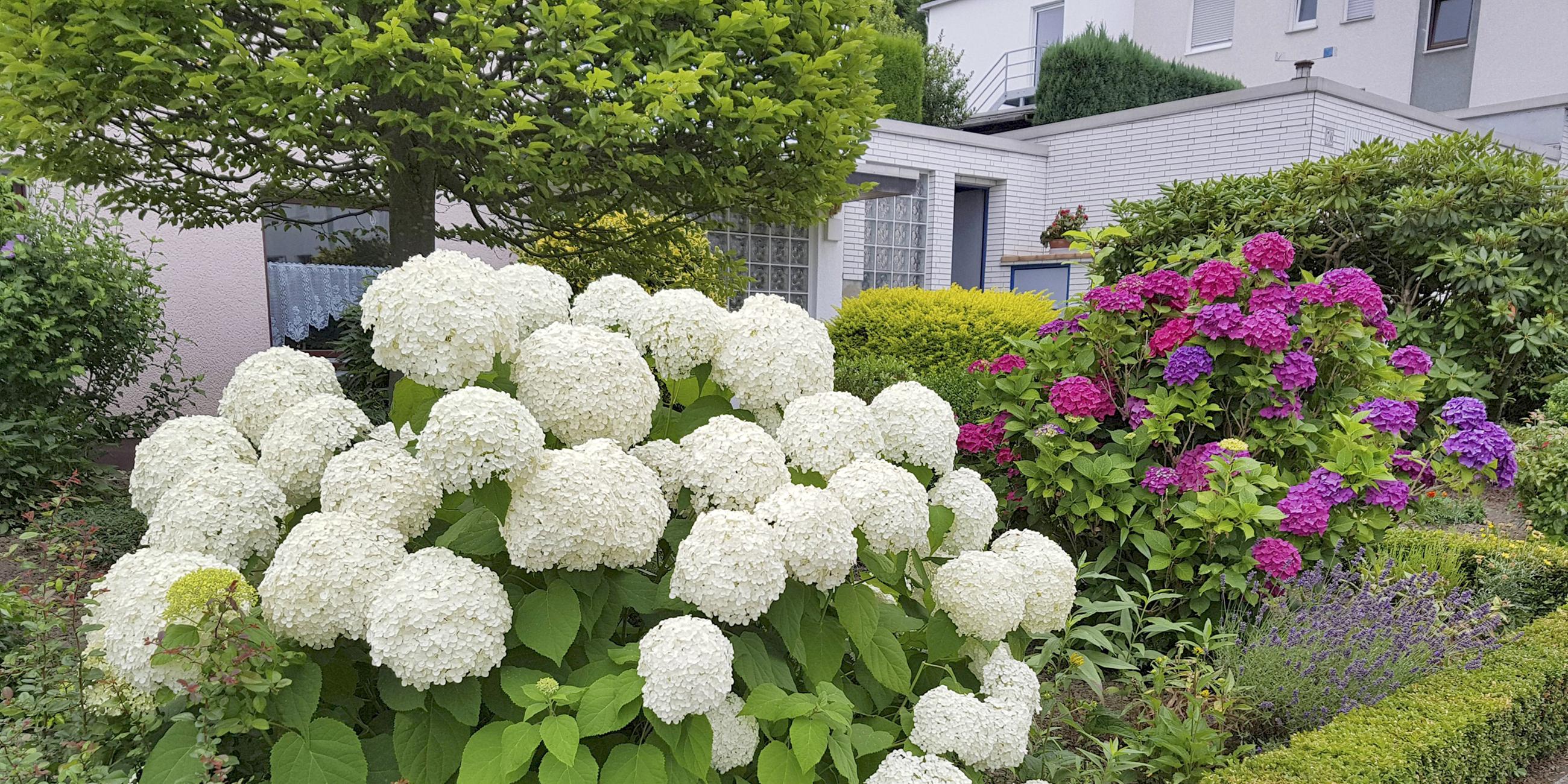 Blühende Gartenhortensien in einem Vorgarten