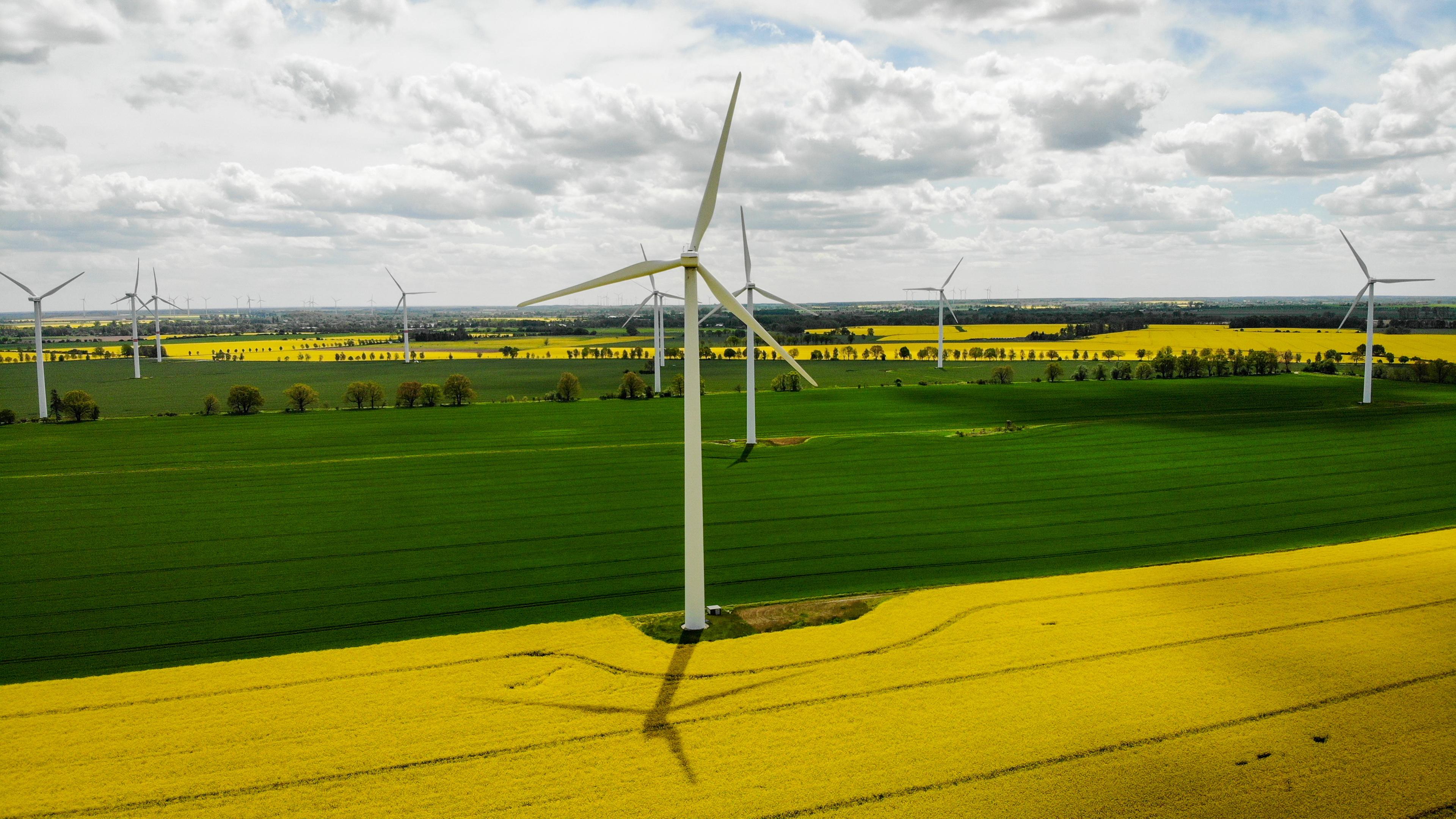 Windräder und blühende Rapsfelder