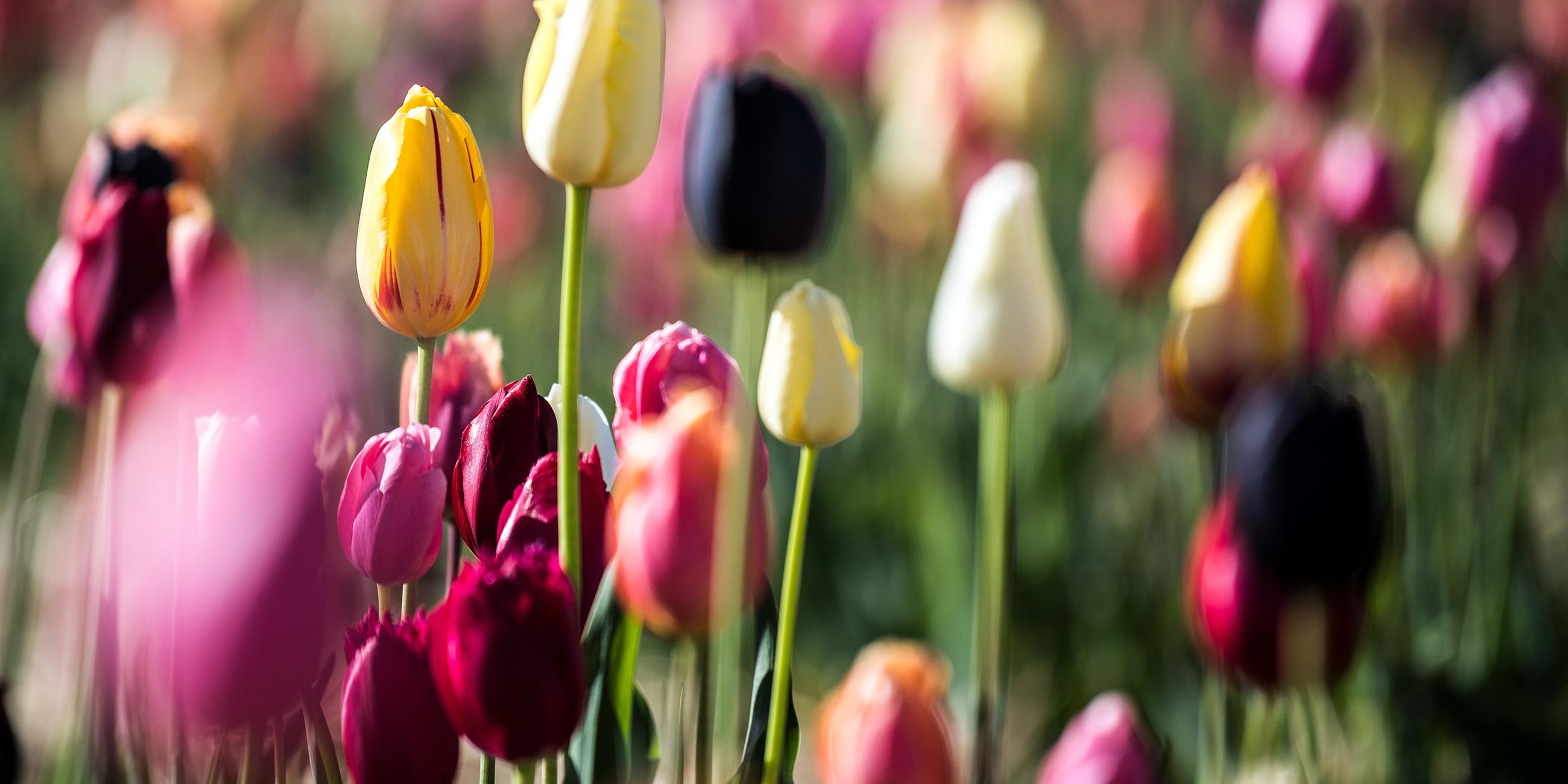 Blühende Tulpen