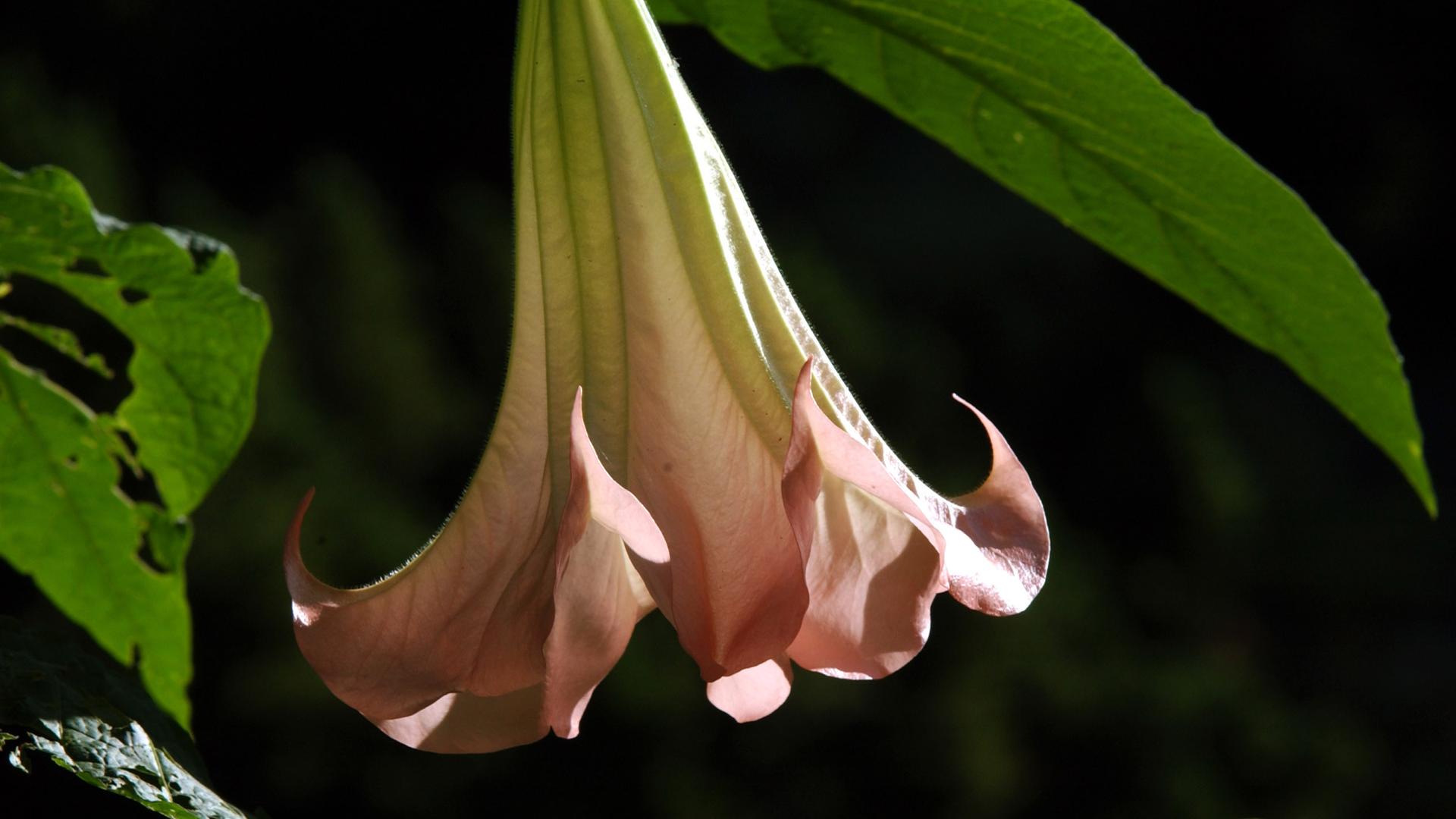 Eine bis zu 30 Zentimeter lange und stark duftende Blüte hängt an einer Engelstrompetenpflanze in Leverkusen im Japanischen Garten der Bayer-Werke.