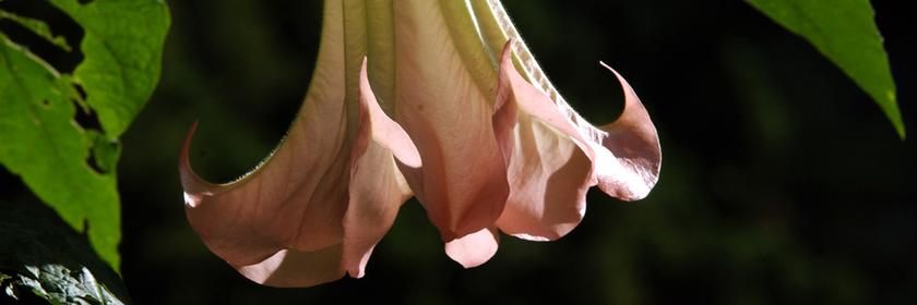 Eine bis zu 30 Zentimeter lange und stark duftende Blüte hängt an einer Engelstrompetenpflanze in Leverkusen im Japanischen Garten der Bayer-Werke.