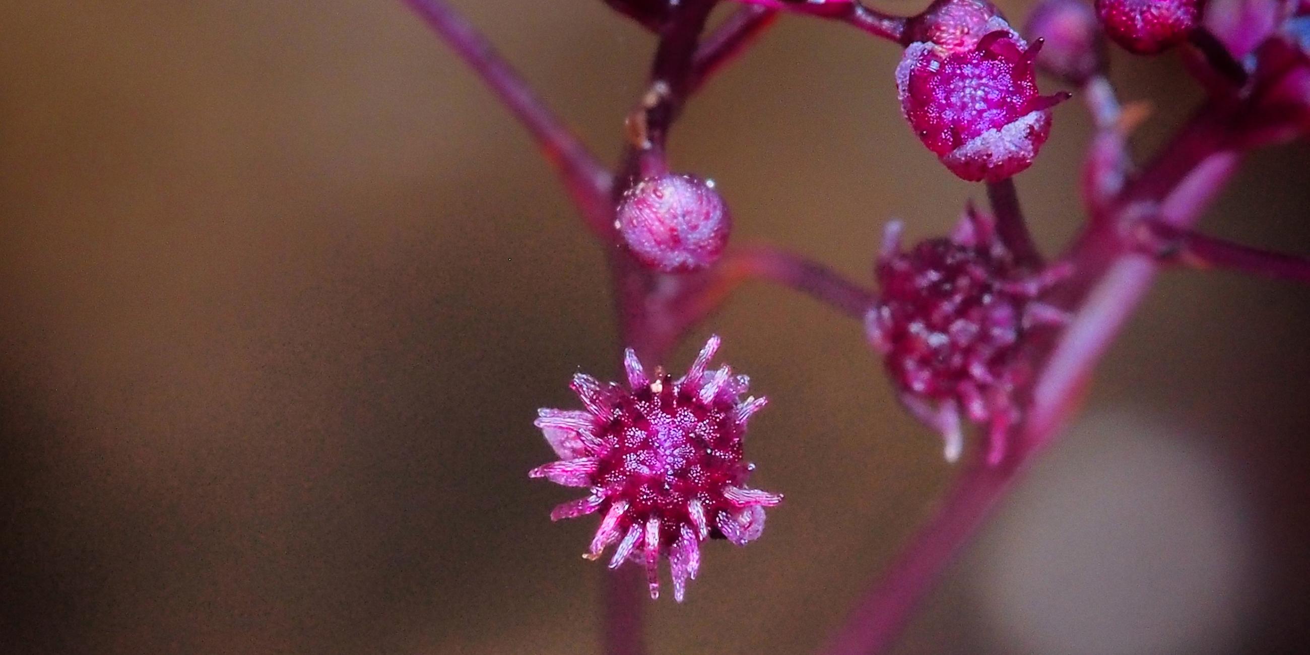 Sciaphila sugimotoi