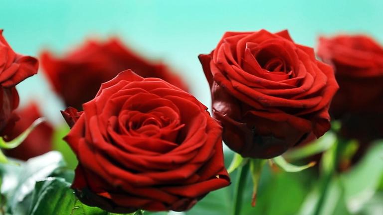 Blumen zum Muttertag