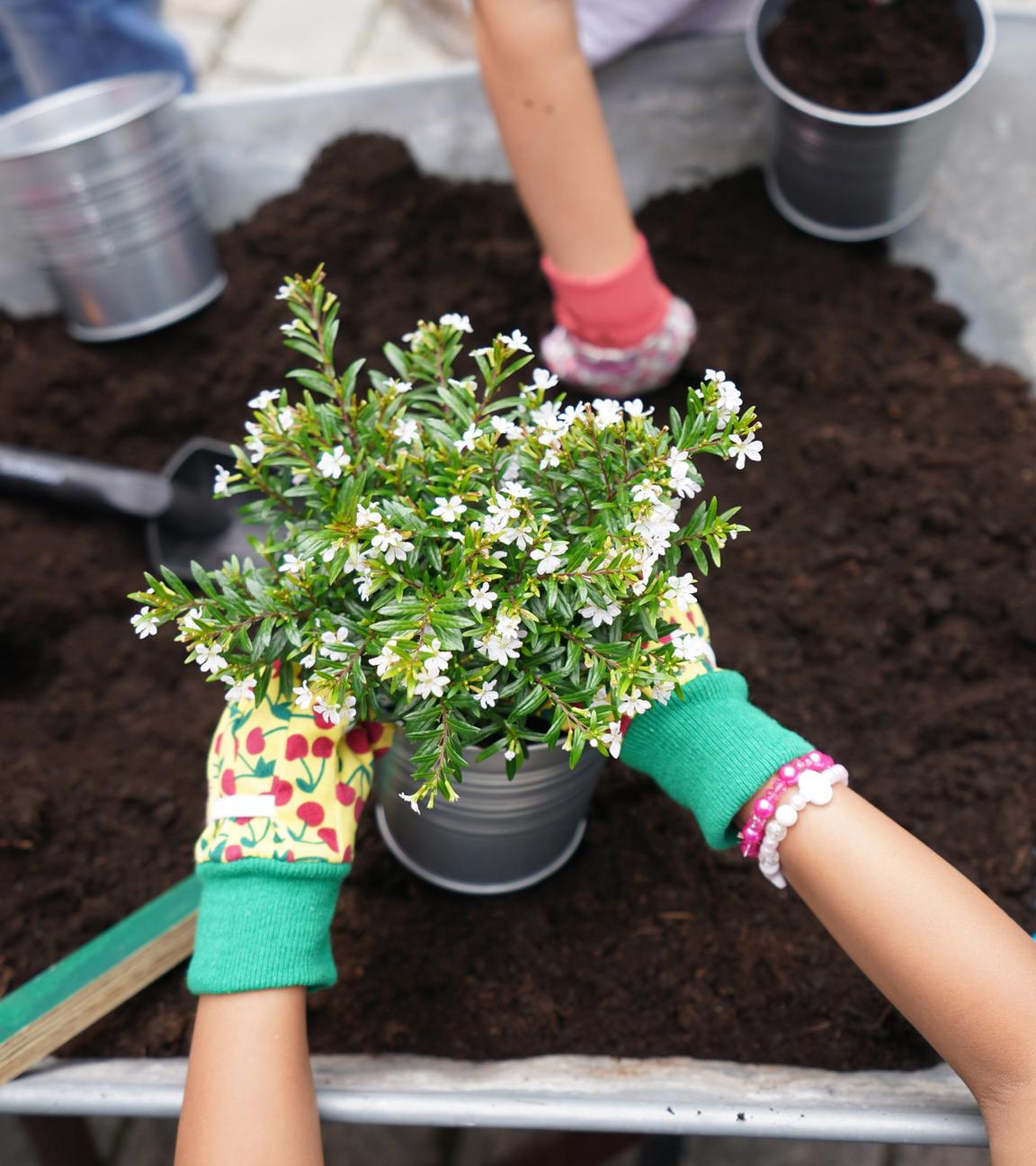 Eine Pflanze wird über einer Schubkarre mit Blumenerde in einen Topf gepflanzt.