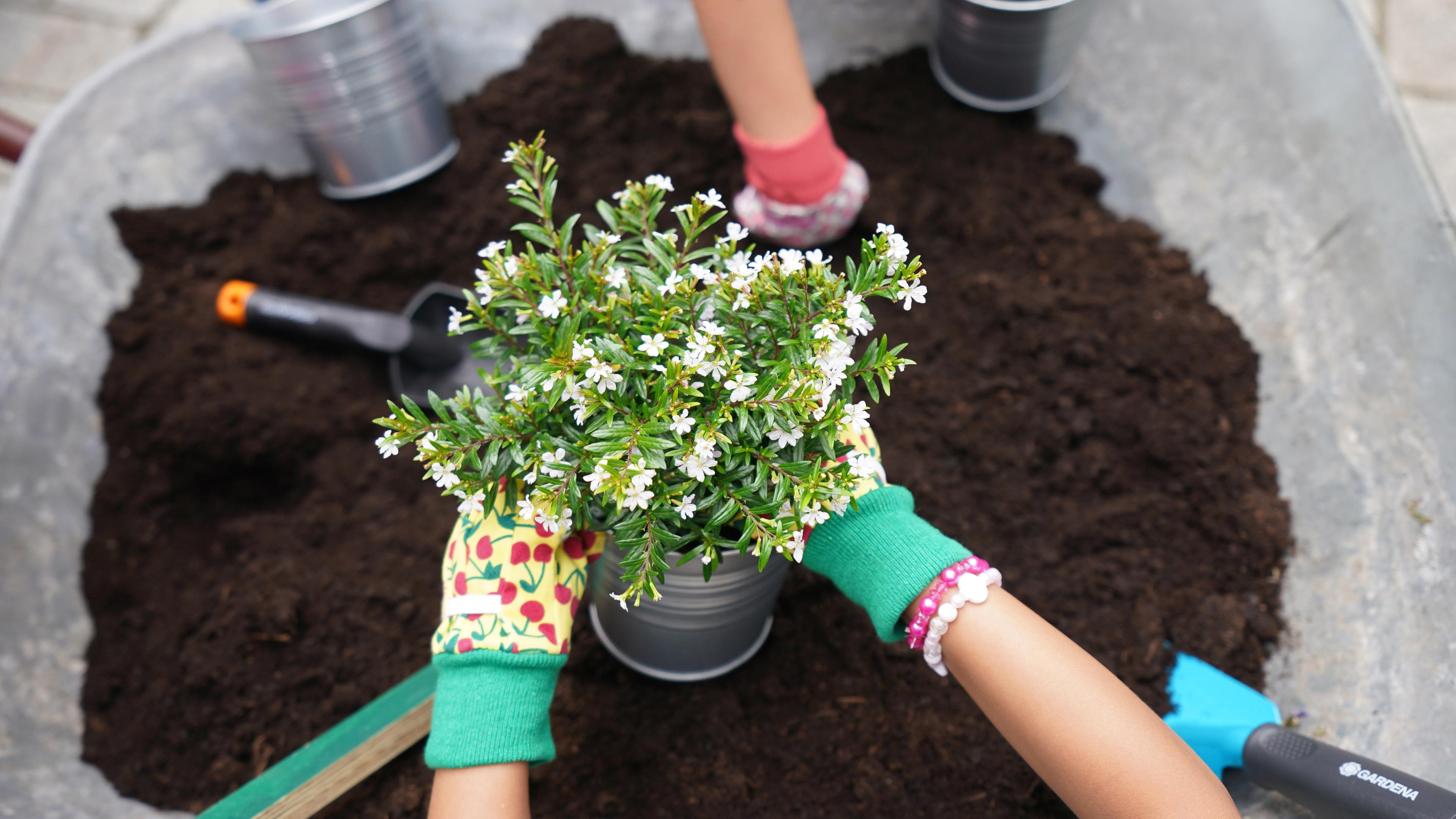 Eine Pflanze wird über einer Schubkarre mit Blumenerde in einen Topf gepflanzt.