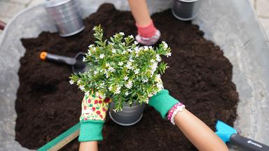 Eine Pflanze wird über einer Schubkarre mit Blumenerde in einen Topf gepflanzt.
