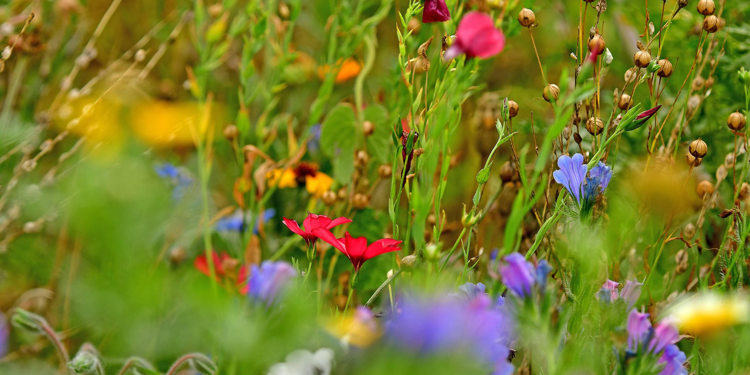 Wiese mit vielen bunten Blumen