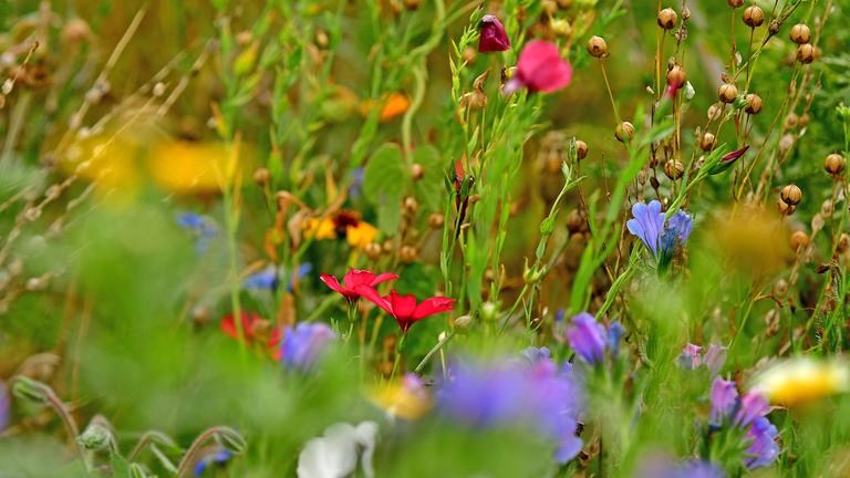 Wiese mit vielen bunten Blumen