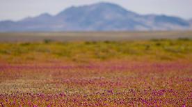 Blooming Atacama Desert