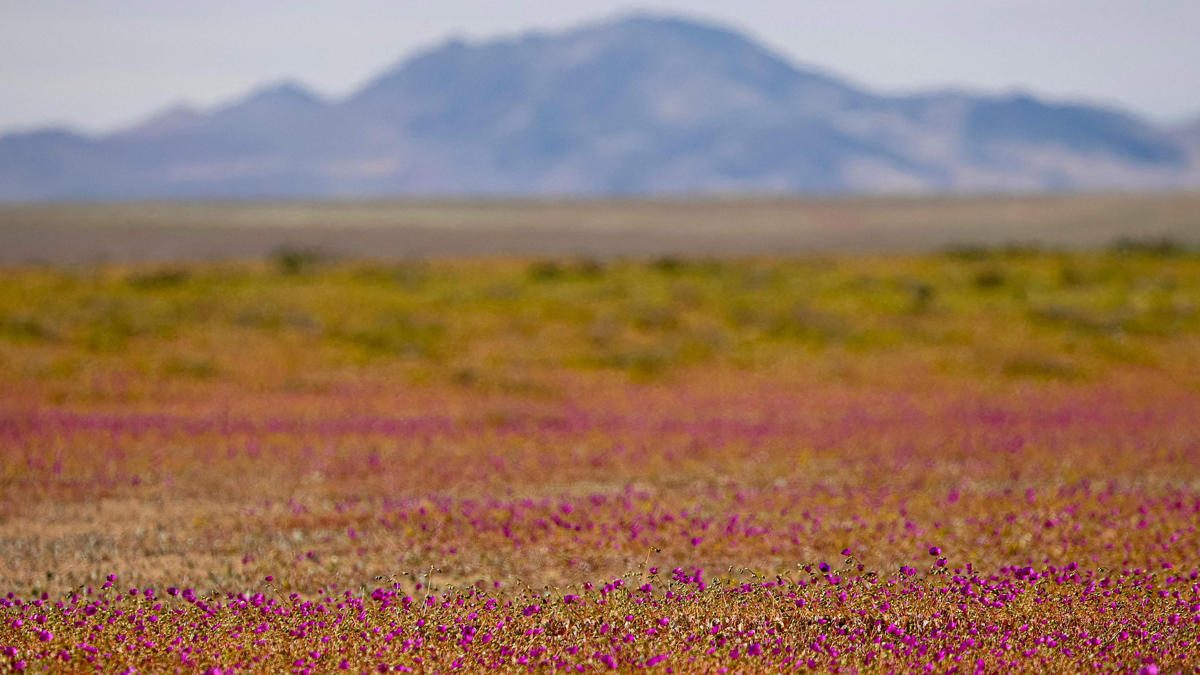 Blühende Atacama-Wüste