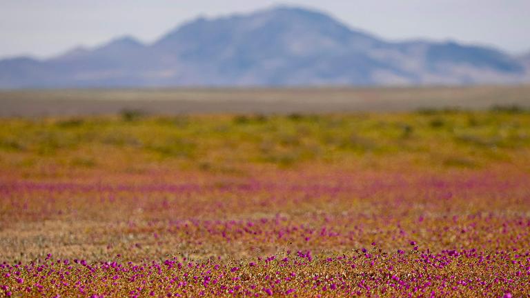 Blühende Atacama-Wüste