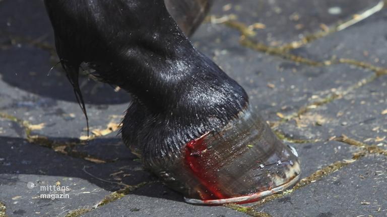 Blutregel im Springreiten