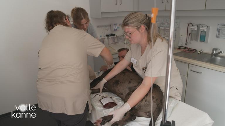 Hund auf Liege bekommt von drei Ärztinnen Blut abgenommen