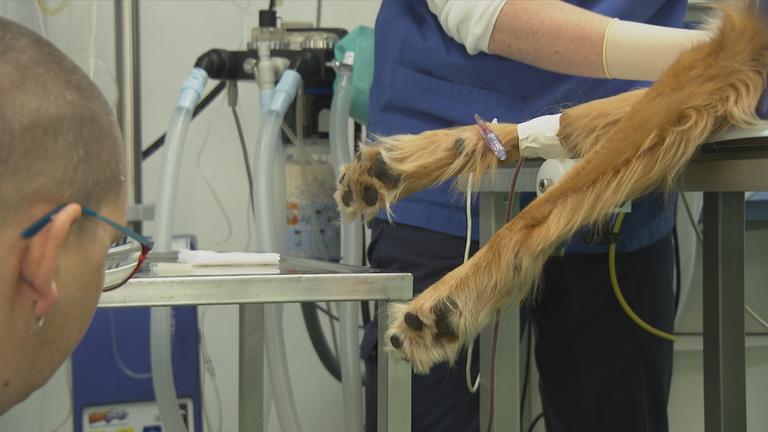 Hund wird Blut abgenommen als Spende für Artgenossen