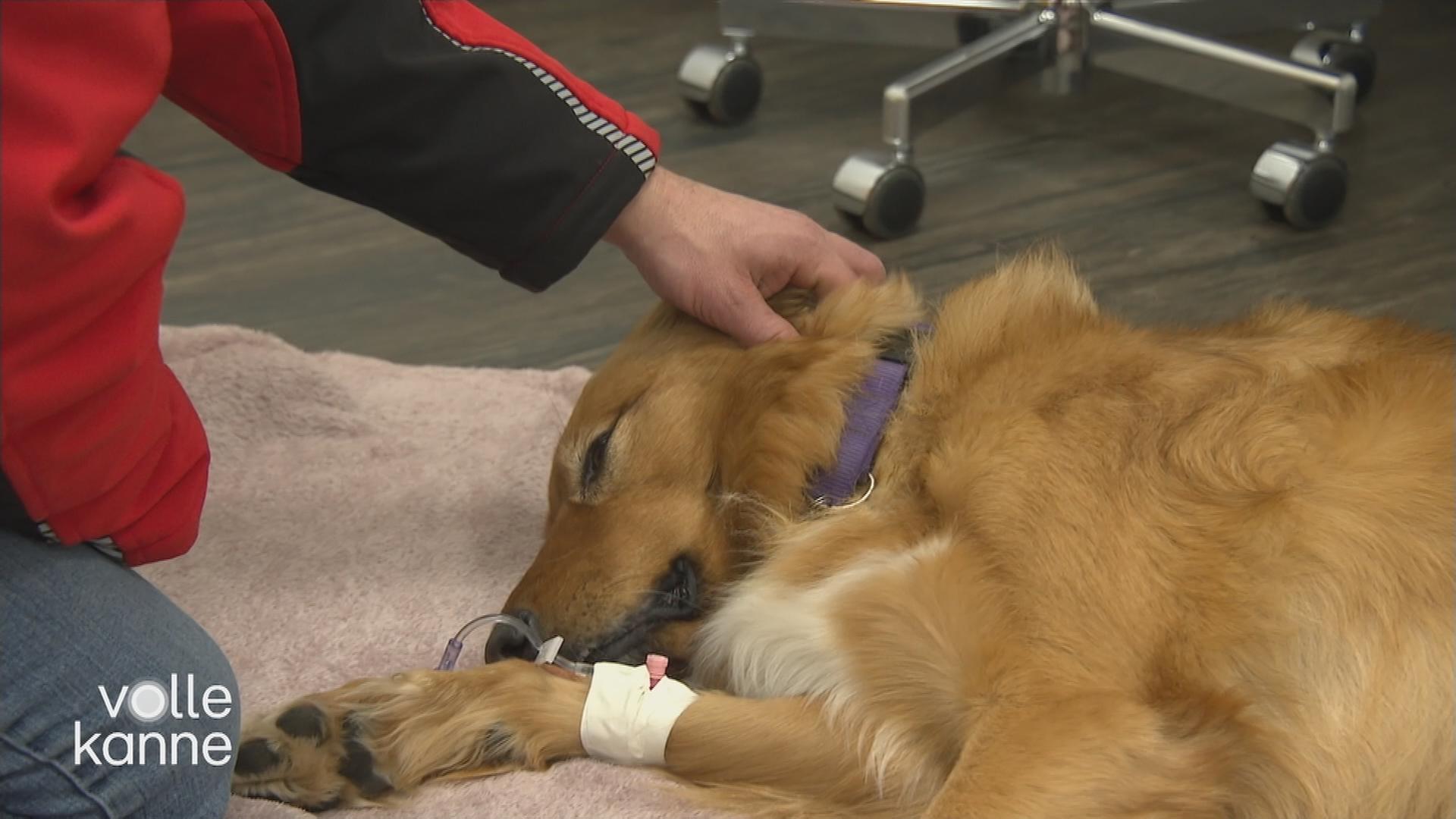 Einem Hund wird Blut abgenommen