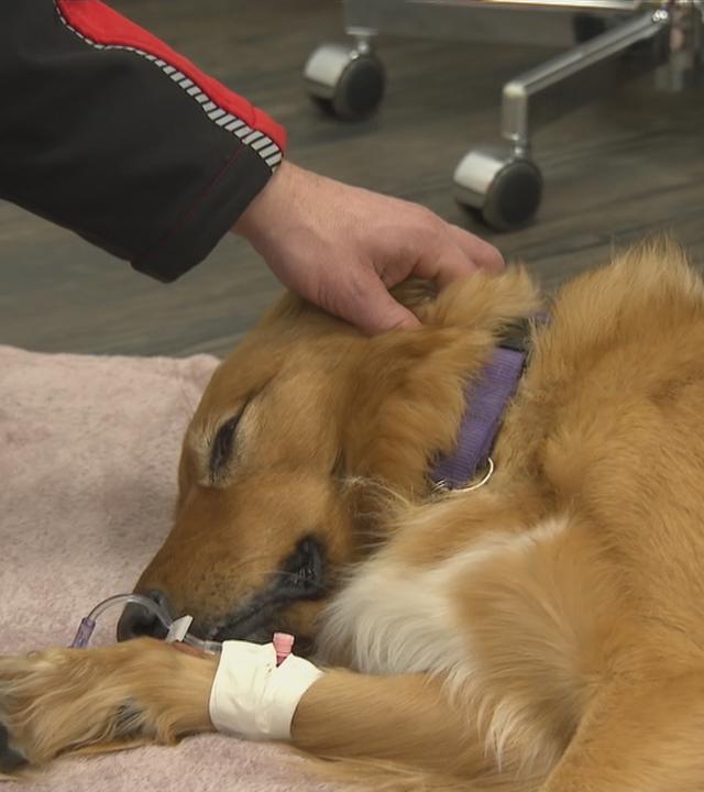 Einem Hund wird Blut abgenommen