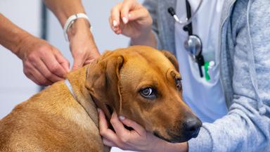 Eine Rhodesian Ridgeback Hündin wird beim Tierarztbesuch von zwei Personen untersucht.