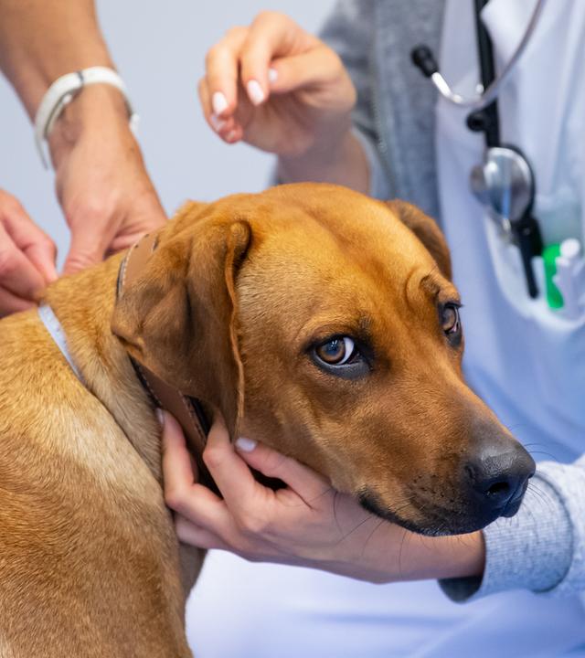 Eine Rhodesian Ridgeback Hündin wird beim Tierarztbesuch von zwei Personen untersucht.
