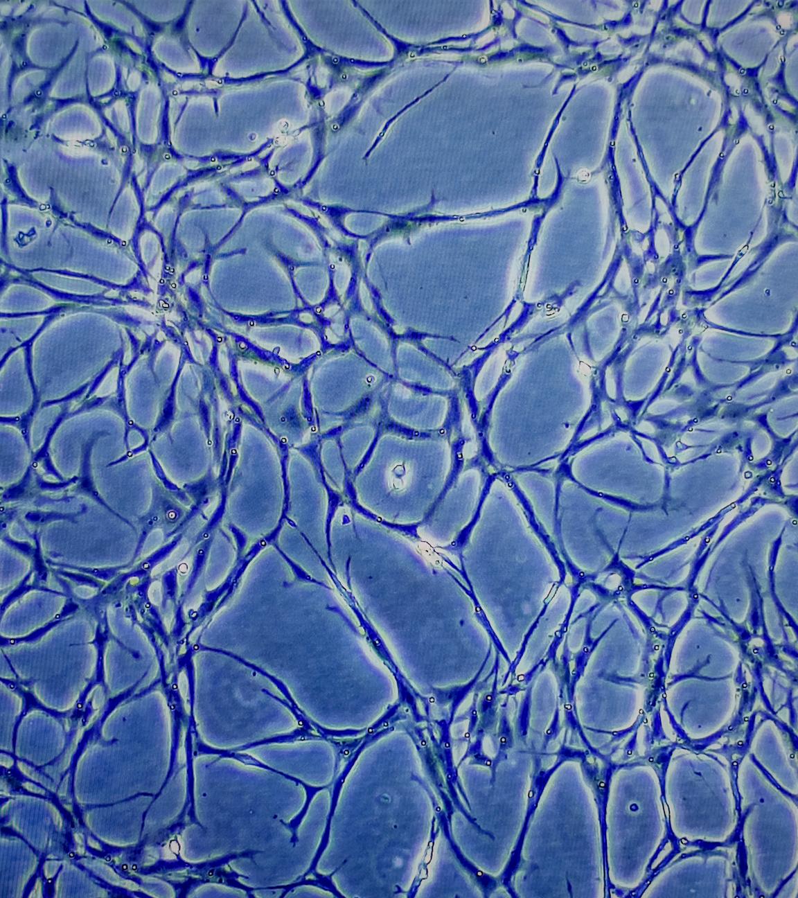 Mikroskopaufnahme von Zellen