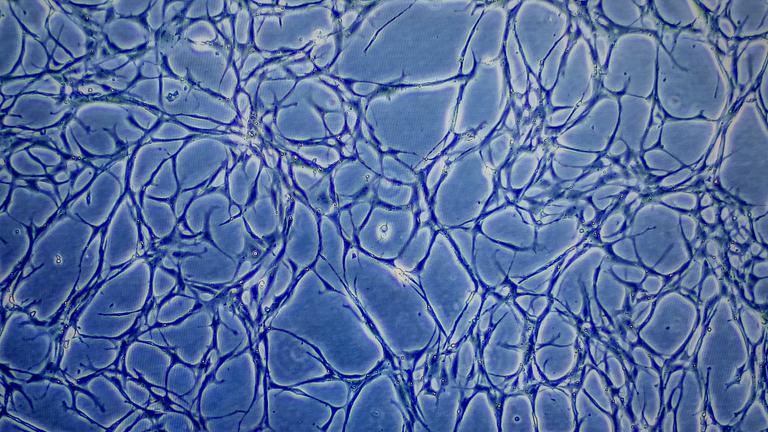 Mikroskopaufnahme von Zellen