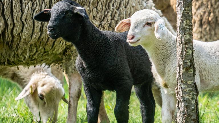 Schaf mit Lämmern