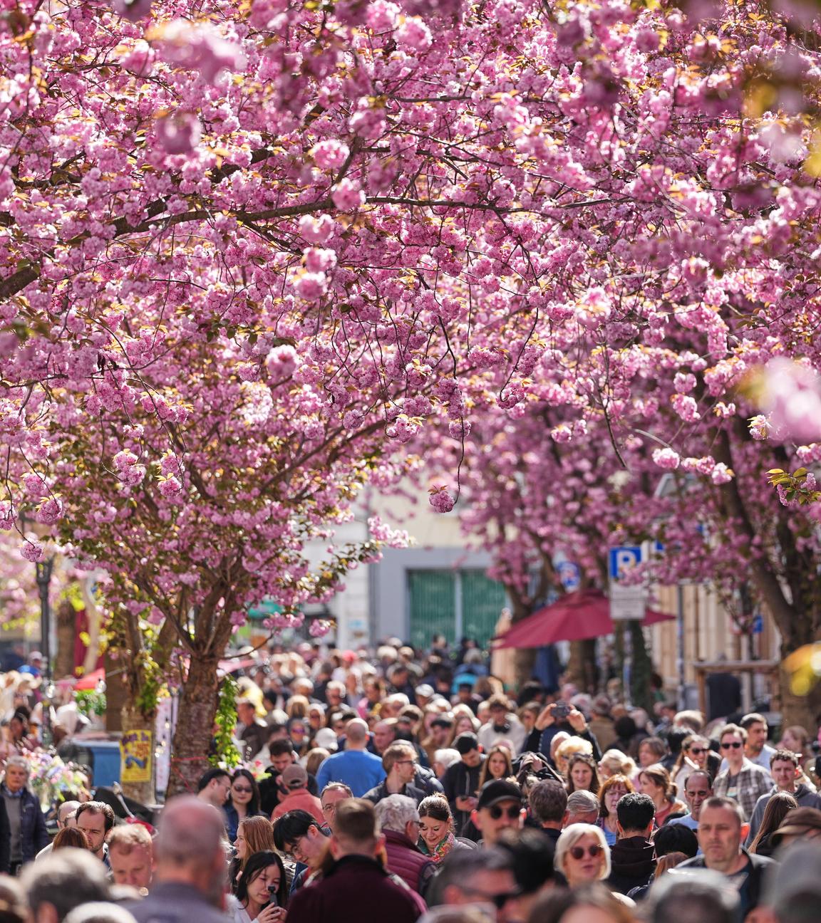 In der Bonner Altstadt stehen viele Menschen unter rosafarbenen blühenden Kirschbäumen.