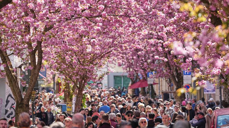 In der Bonner Altstadt stehen viele Menschen unter rosafarbenen blühenden Kirschbäumen.