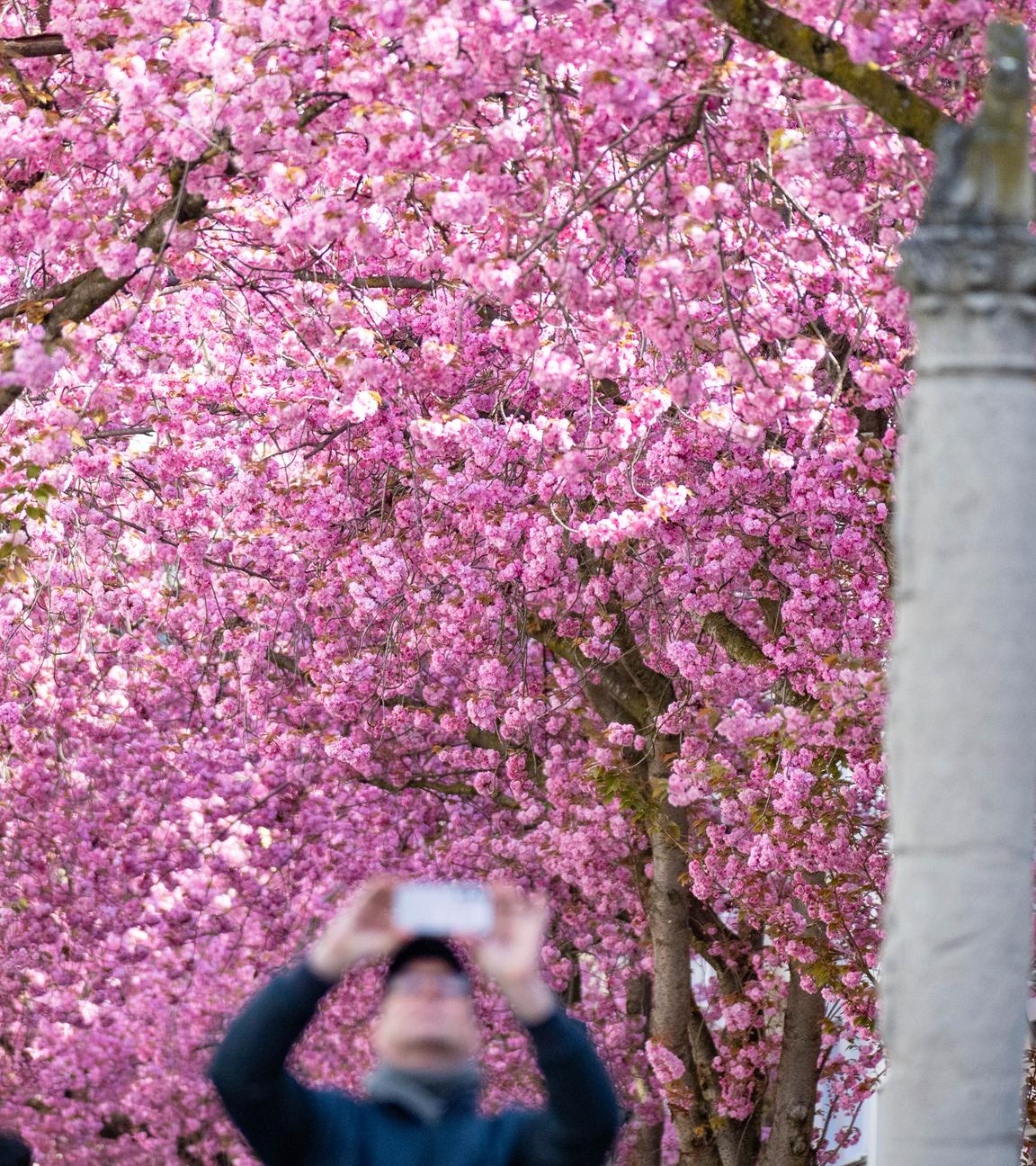 Die berühmten Bonner Kirschblüten blühen zum Osterwochenende in voller Pracht auf. 