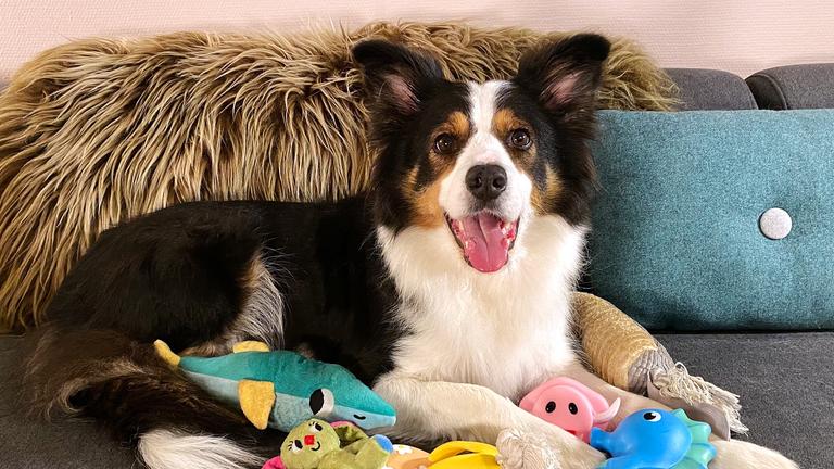Border Collie Whisky mit Spielzeug